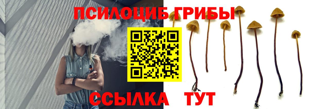 Псилоцибиновые грибы мицелий Георгиевск
